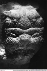Historisches Foto von Abyssophthalmus mirus (Moericke, 1889) (NHMW-AFW-GEO-BACHMAYER-FOTO-1990-0041-3482)